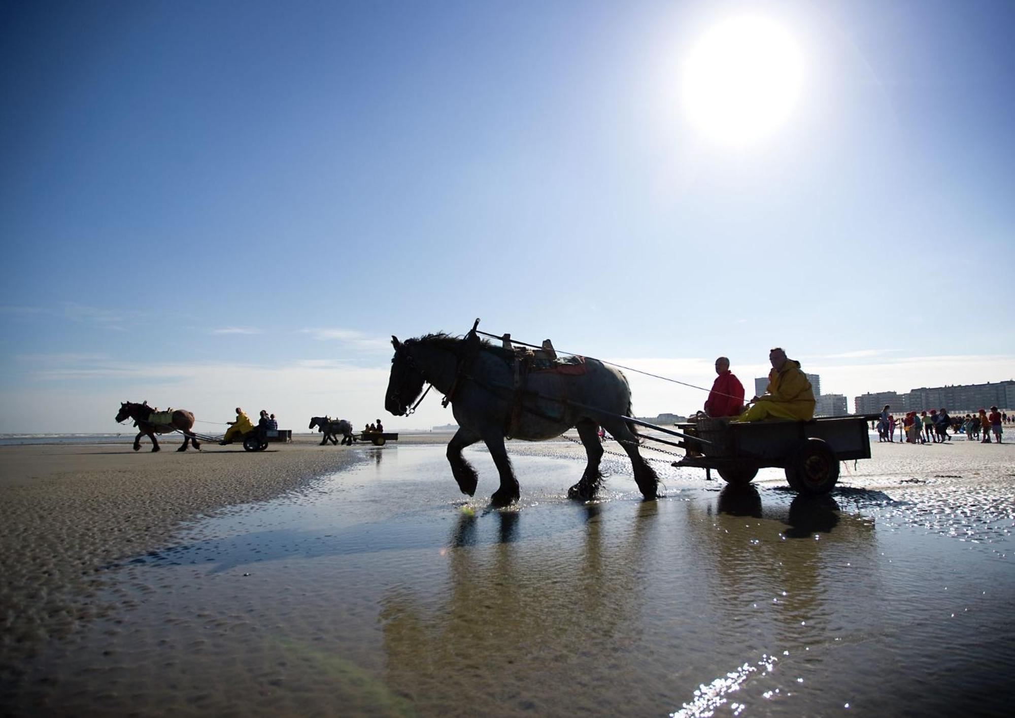 Vitamine D Koksijde Esterno foto
